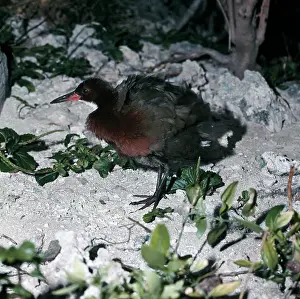 Aldabra: Flightless RAIL
