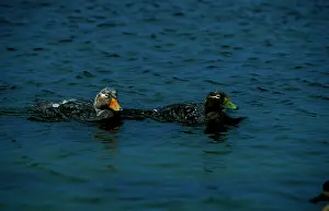 Tachyeres: Flightless steamer ducks. Uses the wings as paddles