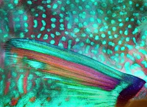Flipper: Flipper of Globehead Parrotfish (Scarus globiceps)