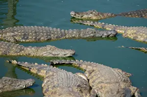 Jaws: Float of Nile Crocodiles - Agatha Crocodile Ranch