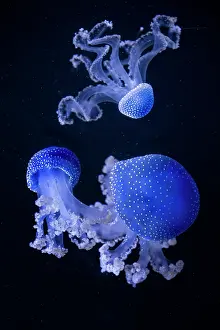 Punctata: Floating bell (Phyllorhiza punctata) jellyfish