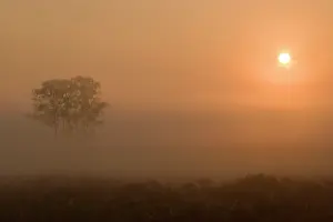 Strabrechtse: Floating birch in the fog, Strabrechtse Heide