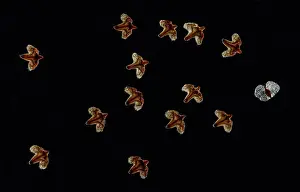 Contre: Floating bracts (and one seed) from the seeds of