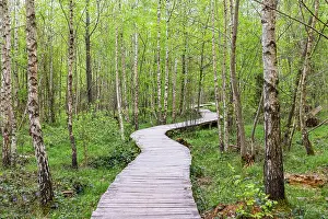 Baden: Floating path, a footbridge leads past young birch