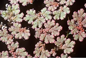 Fern: FLOATING WATER FERN