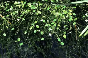 Natans: FLOATING WATER PLAINTAIN