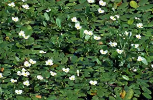 Plantains: Floating Water-PLANTAIN