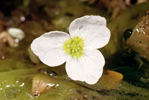 Natans: Floating Water Plantain