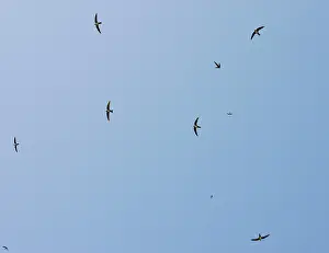 Swifts: Flock of Alpine Swifts - in flight over the Vikos Gorge