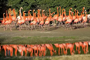 Trust: Flock of American flamingo, displaying courtship