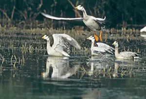 Habtiat: Flock of Bar-headed Geese