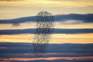 Roy Glen: Flock of Bar-Tailed Godwits