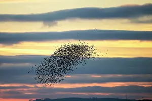 Roy Glen: Flock of Bar-Tailed Godwits being chased by a peregrine falc