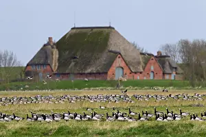 Swarm: Flock of Barnacle Geese (Branta leucopsis) forag