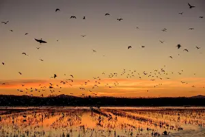 Sergio Arias: Flock of Birds in flight at sunset