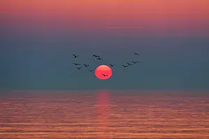 Stylized: Flock of birds flying in front of setting sun, sunset