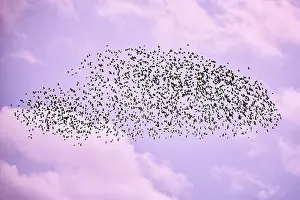 Corvid: Flock of birds in lilac autumn sky