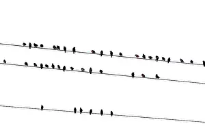 Electric: Flock of birds (Sturnidae) on overhead line, France
