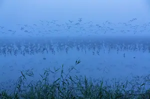 Multitude: Flock of Black ibis (Plegadis falcinellus) and Common
