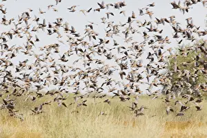 Phaps: Flock Bronzewing