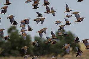 Downs: Flock Bronzewing