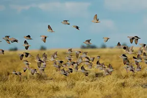 Downs: Flock Bronzewing