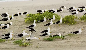 Dominicanus: Flock of Cape Gulls, a form of Kelp Gull on the beach