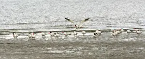 Terns: Flock of Caspian Terns