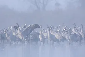 Cranes: Flock of common cranes, Eurasian crane (Grus grus)