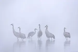 Cranes: Flock of common cranes, Eurasian crane (Grus grus)