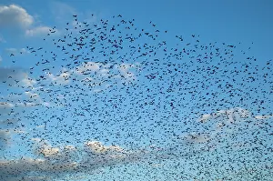Icterid: Flock of Cowbirds (Molothrus ater)