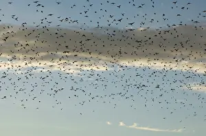 Icterid: Flock of Cowbirds (Molothrus ater)