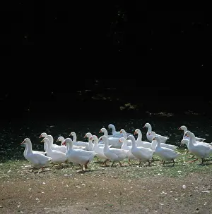 Farmed: Geese