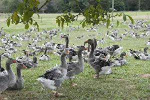 Feedings: Flock of geese for feeding in the Dordogne France