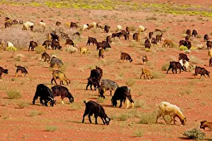 Owned: Flock of Goats - owned by Berbers, in the desert