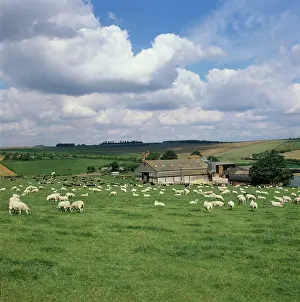 Bucolic: Flock of grazing Sheep (Ovis aries), England