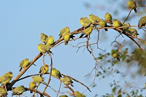 Treron: Flock of Green Pigeons