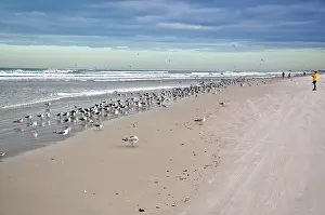 Delawarensis: Flock of Gulls