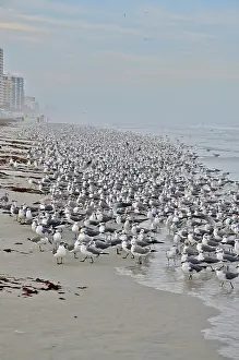Delawarensis: Flock of Gulls