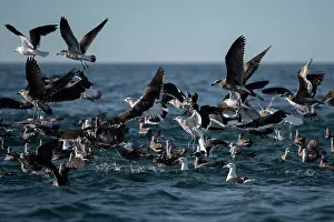 Gull: Flock of Kelp Gulls