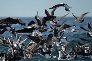 Gull: Flock of Kelp Gulls