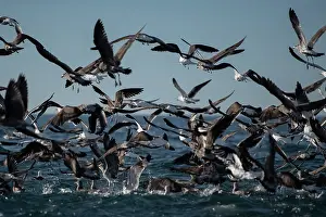 Gull: Flock of Kelp Gulls