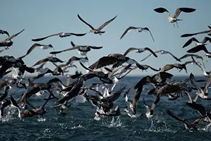 Gull: Flock of Kelp Gulls