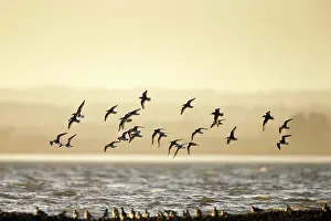 Lough: Flock of Knot in flight