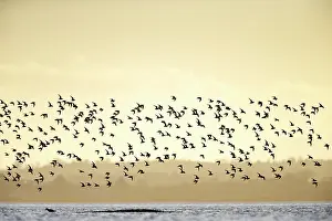 Lough: Flock of Knot in flight