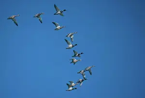 Mallards: Flock of Mallards