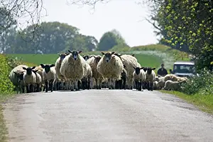 Driven: Flock of Masham sheep and lambs being driven down