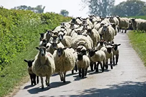Driven: Flock of Masham sheep and lambs being driven down