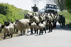 Driven: Flock of Masham sheep and lambs being driven down