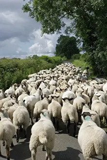 Driven: Flock of Masham sheep and lambs being driven down